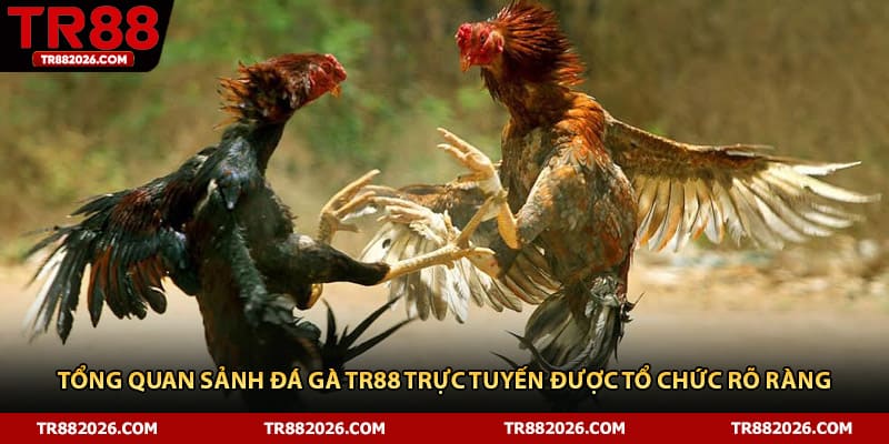 Tổng quan sảnh đá gà TR88 trực tuyến được tổ chức rõ ràng